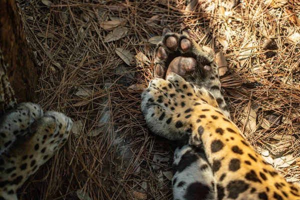 leopard in the nest of a cheetah