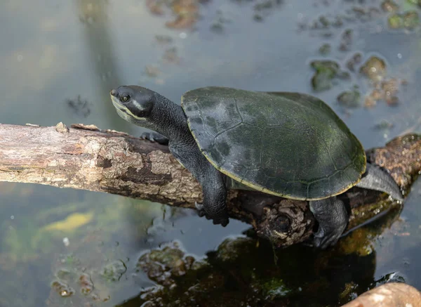 Schildkröte Macht Pause Auf Einem Baumstamm — Stockfoto
