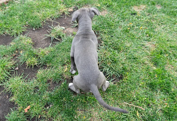 绿草地上可爱的灰色小狗 — 图库照片