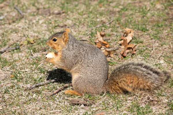 晴れた日に公園で食べ物を探している赤いリス — ストック写真