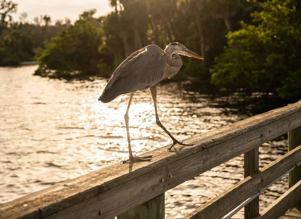 Great Blue Heron Bird Wooden Pier Handle Sea Water Sunset — Stock Photo, Image