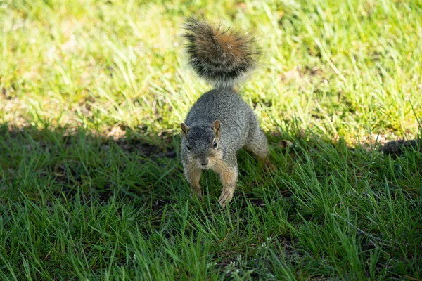 다람쥐는 간식을 있습니다 — 스톡 사진
