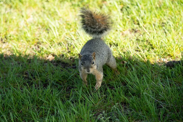 Oostelijke Vos Eekhoorn Zoek Naar Een Snack Een Zonnige Dag — Stockfoto