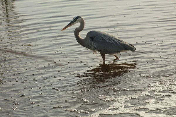 Oiseau Dans Eau Étang Chasse Héron — Photo