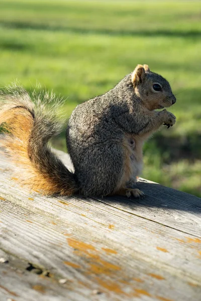 Esquilo Goza Dia Ensolarado Parque Enquanto Procura Comida — Fotografia de Stock