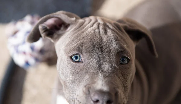 Cachorros Ojos Están Mirando — Foto de Stock