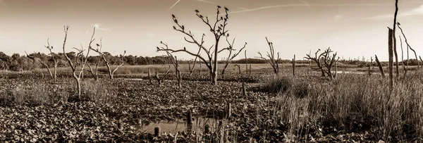 Suchá Tráva Poli — Stock fotografie