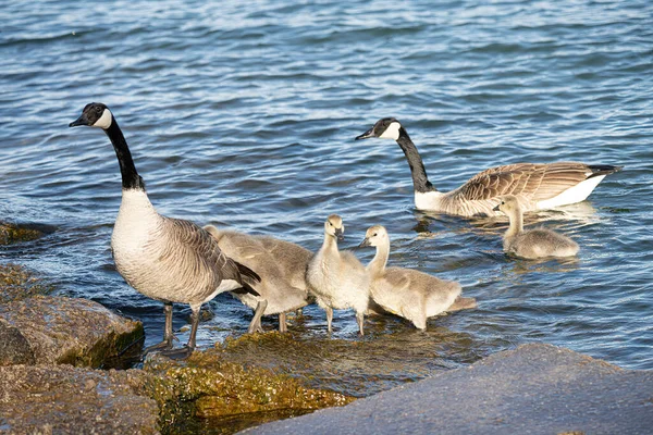 Mère Oie Ses Bébés Gosling Oies Profiter Une Journée Ensoleillée — Photo