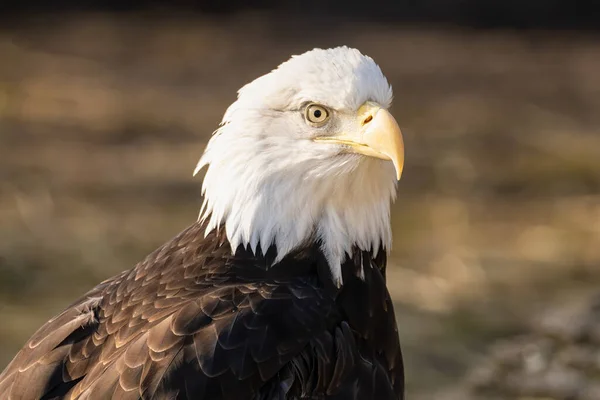 Masculin Bald Eagle Gets Close Apus Soare — Fotografie, imagine de stoc