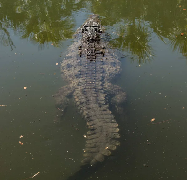 Krokodil Vattnet — Stockfoto