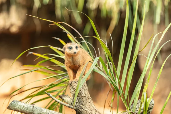 Meerkatはあなたが写真を撮るのを見ている — ストック写真