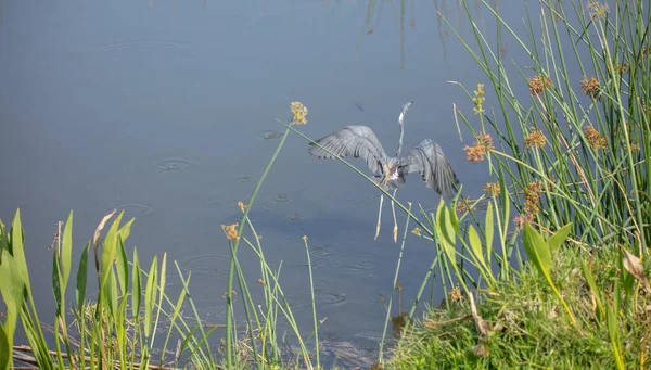 왜가리의 커다란 날으는 동물의 생태계 — 스톡 사진
