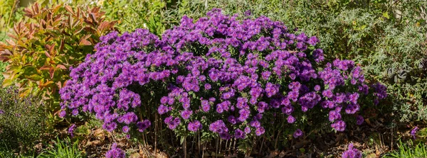 vibrant purple mums on a sunny day panorama