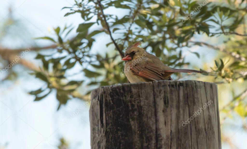 vibrant cardinal, bird female 