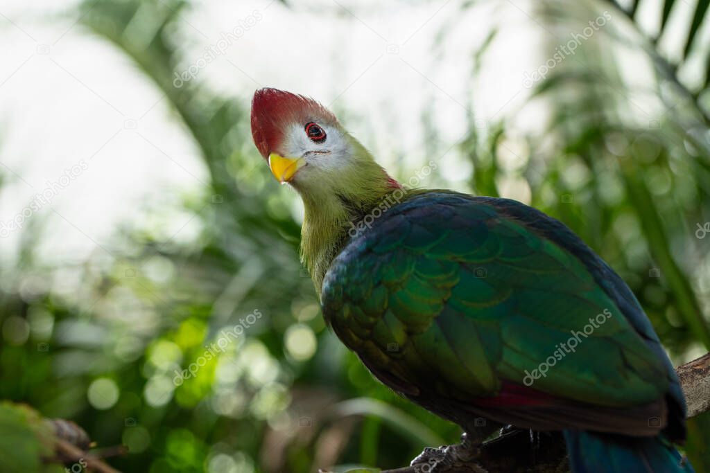 red crested turaco bird, nature fauna 
