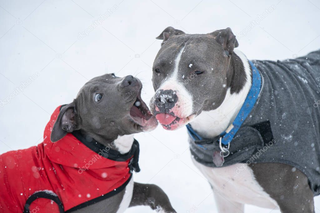 Dog catches snow flake on tongue
