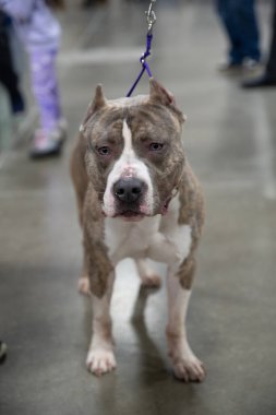 Novi, Michigan, ABD - 01.17.2020: Michigan Kış Köpeği Klasik Fuarı