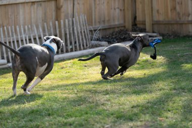 two grey puppies playing in backyard meadow her favorite toy, staffordshire terrier dogs clipart