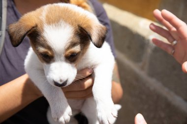 Bir köpeğin elinde küçük şirin bir köpek yavrusu
