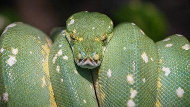 yeşil ağaç pitonu makro kafa çekimi için poz verir