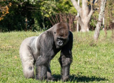Erkek gümüş sırtlı goril aşağıdaki siteleri izlemek için duruyor.