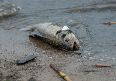 Büyük ölü balıklar sahile vurdu.