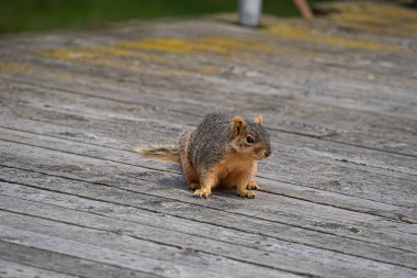 Harrison Township, Michigan / ABD - 19 Nisan 2020: Corona Virüsü sırasında Michigan Metro Parkı etkinliği.