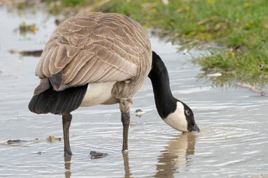 Anne kaz ve yavru kazları gölde güneşli bir günün tadını çıkarıyorlar.
