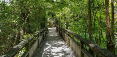 Manzaralı köprü ormandaki yolunda