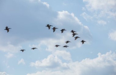 Mavi gökyüzünde yükselen pelikan sürüsü