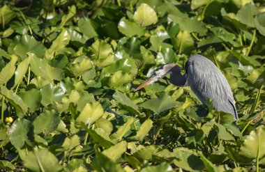 Büyük mavi balıkçıl kuşu, doğa vahşi hayvan ve bitki örtüsü