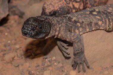 Gillia canavarı yaklaşmanı izliyor.