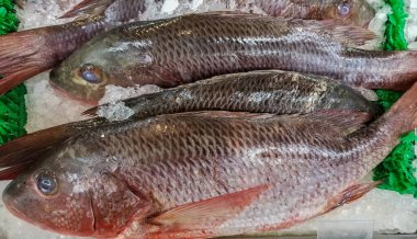 Colorado snapper taze ve hazır.