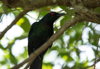 Parkta bir yırtıcı kuş