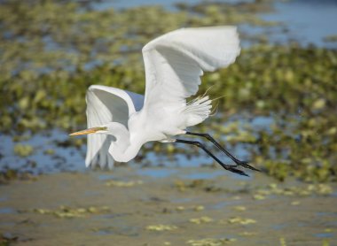 Uçuşta beyaz pelikan