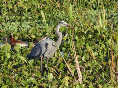Bitkilerin yapraklarındaki büyük mavi balıkçıl kuşu