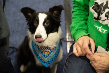Novi, Michigan, ABD - 01.17.2020: Michigan Kış Köpeği Klasik Fuarı