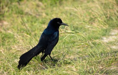 Yerde yaygın bir akbaba