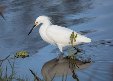 Tuna deltasındaki beyaz pelikan.