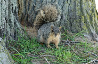 Sincap, yiyecek ararken güneşli bir günün tadını çıkarır.