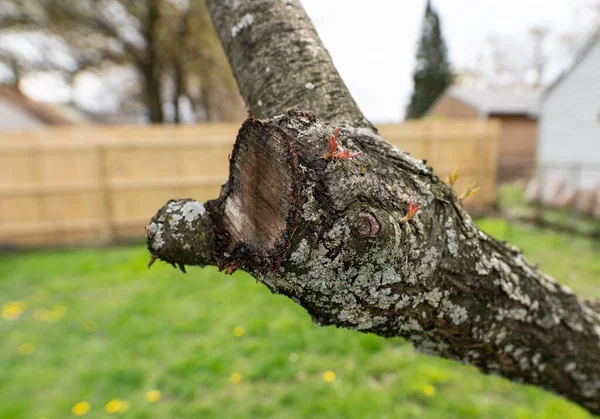 Fungo Árvore Musgo Infectou Suas Árvores — Fotografia de Stock
