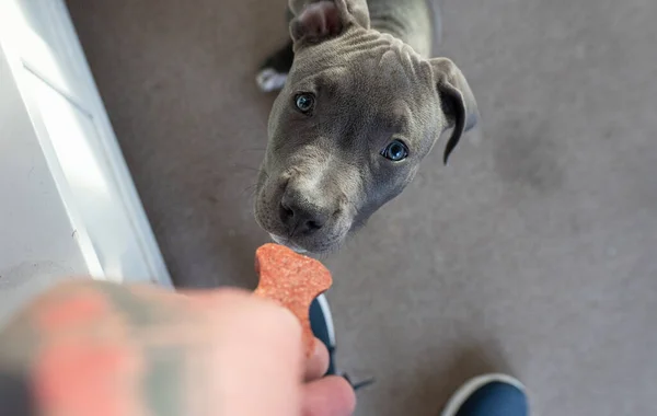 puppy gets a food, Staffordshire Bull Terriers