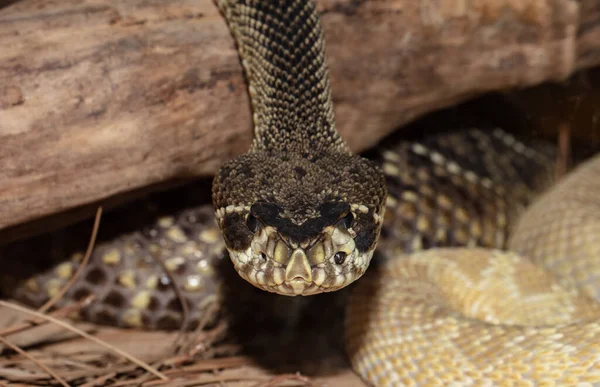 Wschodni Grzechotnik Diamondback Zauważył Cię Jest — Zdjęcie stockowe