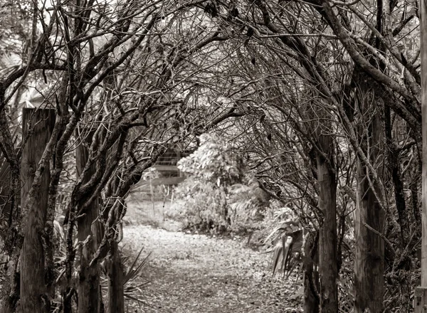 Spookey Arbre Mort Arche Couvre Votre Chemin Devant — Photo