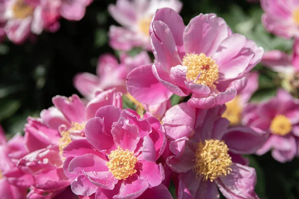 Fleurs Roses Vibrantes Sont Pleine Floraison Par Une Journée Ensoleillée — Photo gratuite