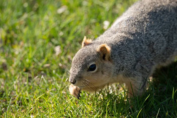 Écureuil Obtient Une Collation Par Une Journée Ensoleillée Dans Parc — Photo