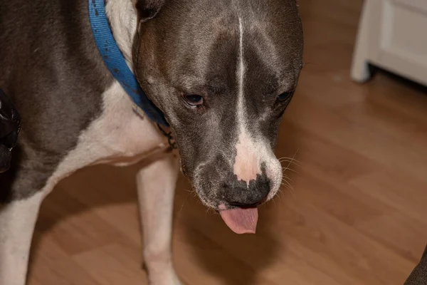 Grande Cão Varas Língua Para Fora Pouco Cão — Fotografia de Stock