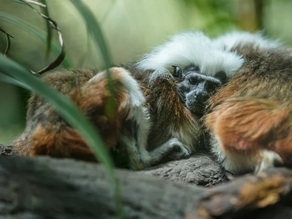 Uyuyan Bir Maymunun Yakın Çekimi — Stok fotoğraf
