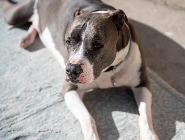 Pitbull Está Ver Tirar Lhe Uma Fotografia — Fotografia de Stock