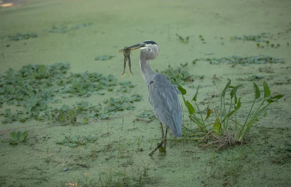 Pássaro Água Lago Grande Predador Garça Com Sapo — Fotografia de Stock